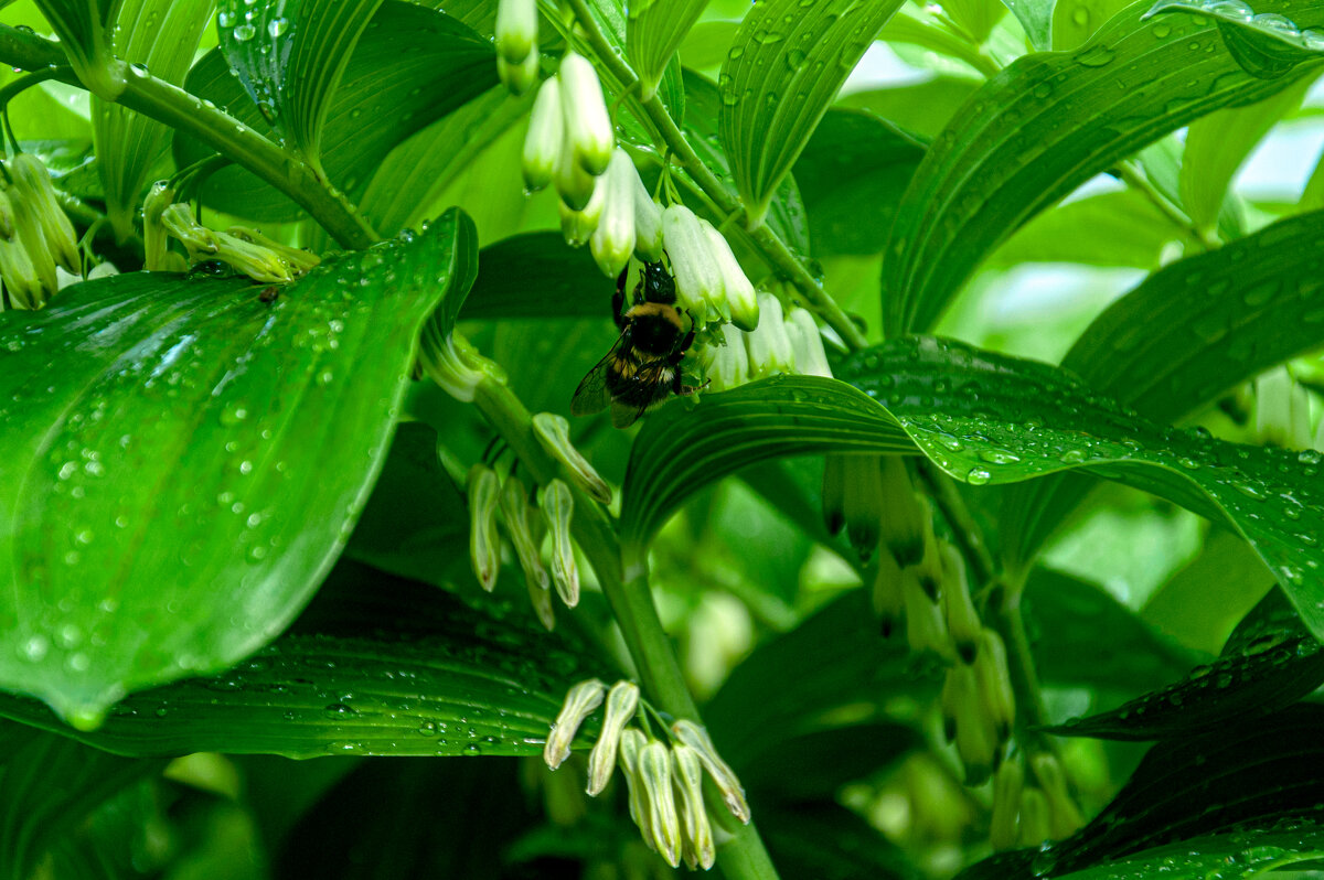На клумбе - Александр Силинский