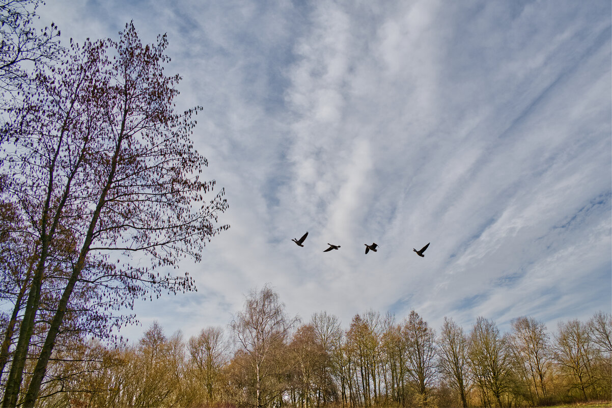 (°-°) - Jakob Dick