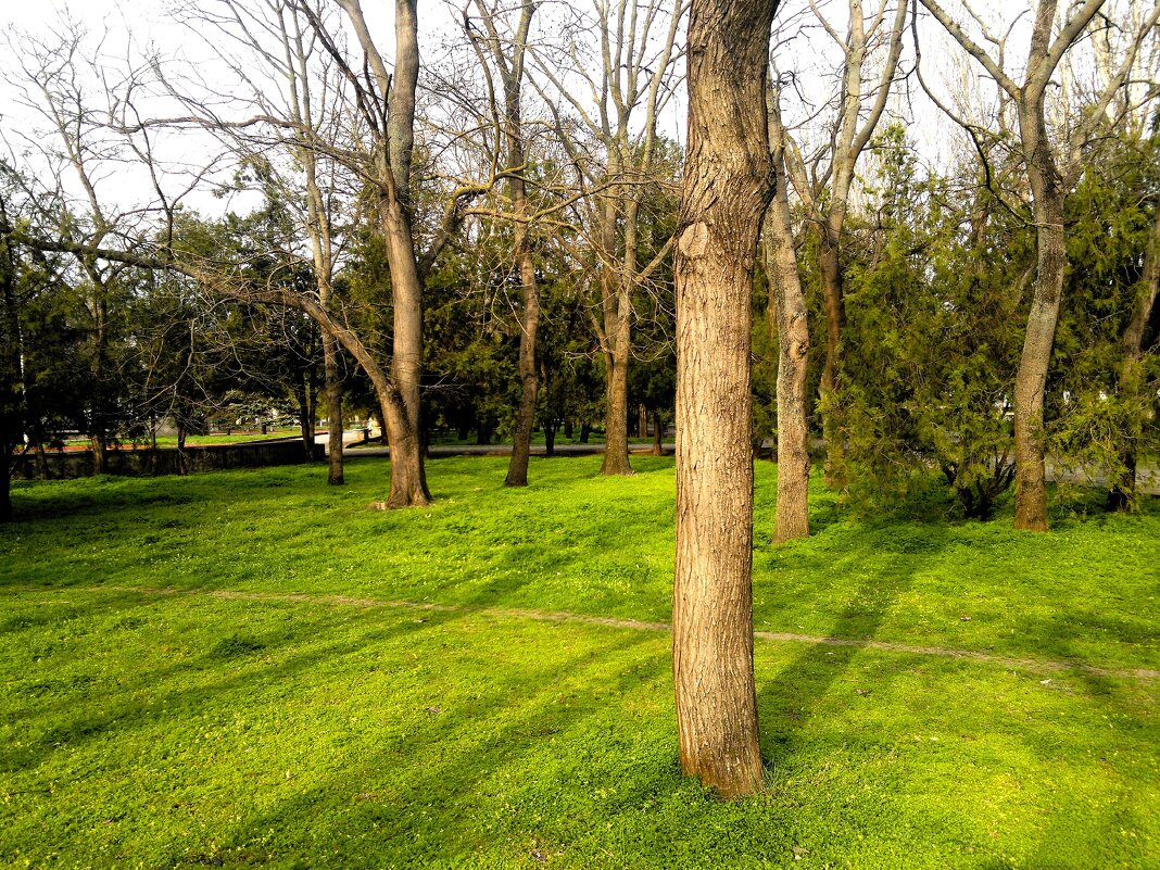 Керчь. Сквер Лётчиков ранней весной. - Пётр Чернега Керчь. Сквер Лётчиков ранней весной. - Пётр Чернега