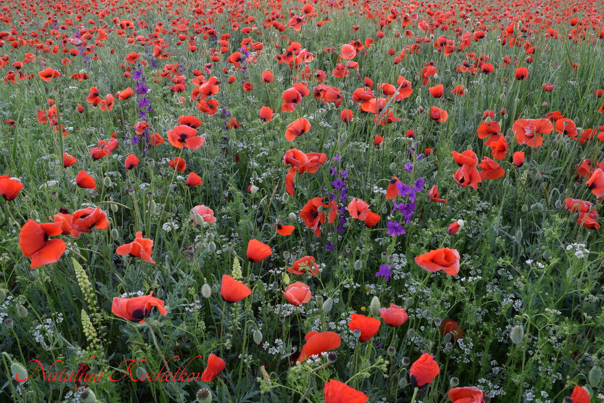 Природа Крыма - Amazing Cosmea