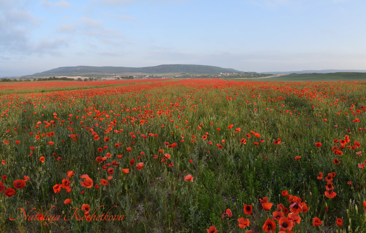 Природа Крыма - Amazing Cosmea