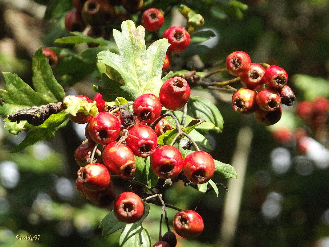 Боярышник - Freddy 97