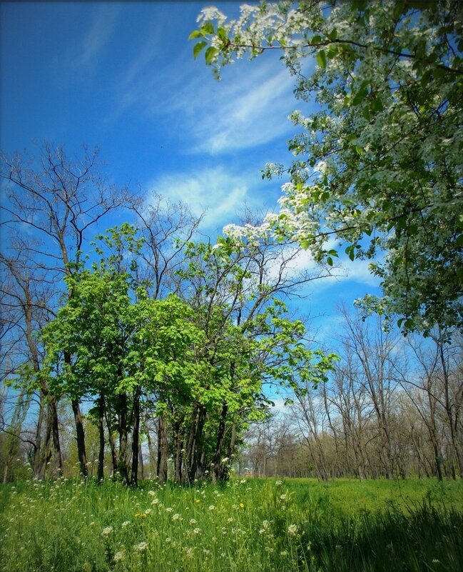 Весна - Оксана Новик 