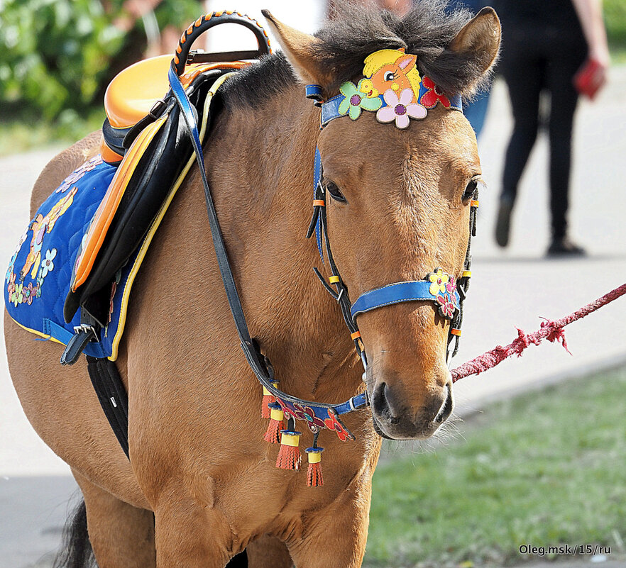 жду седока - Олег Лукьянов