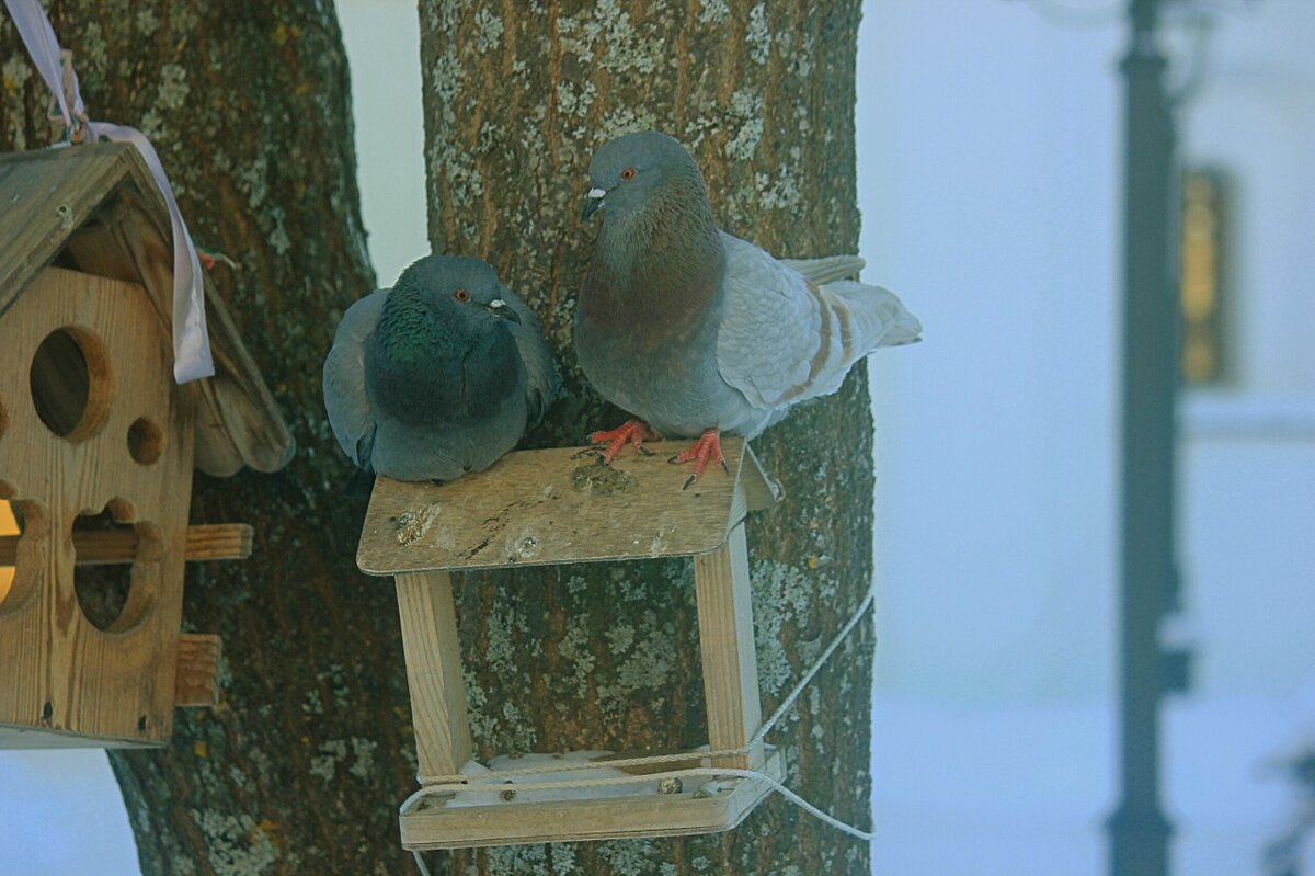 голуби - Сергей Кочнев