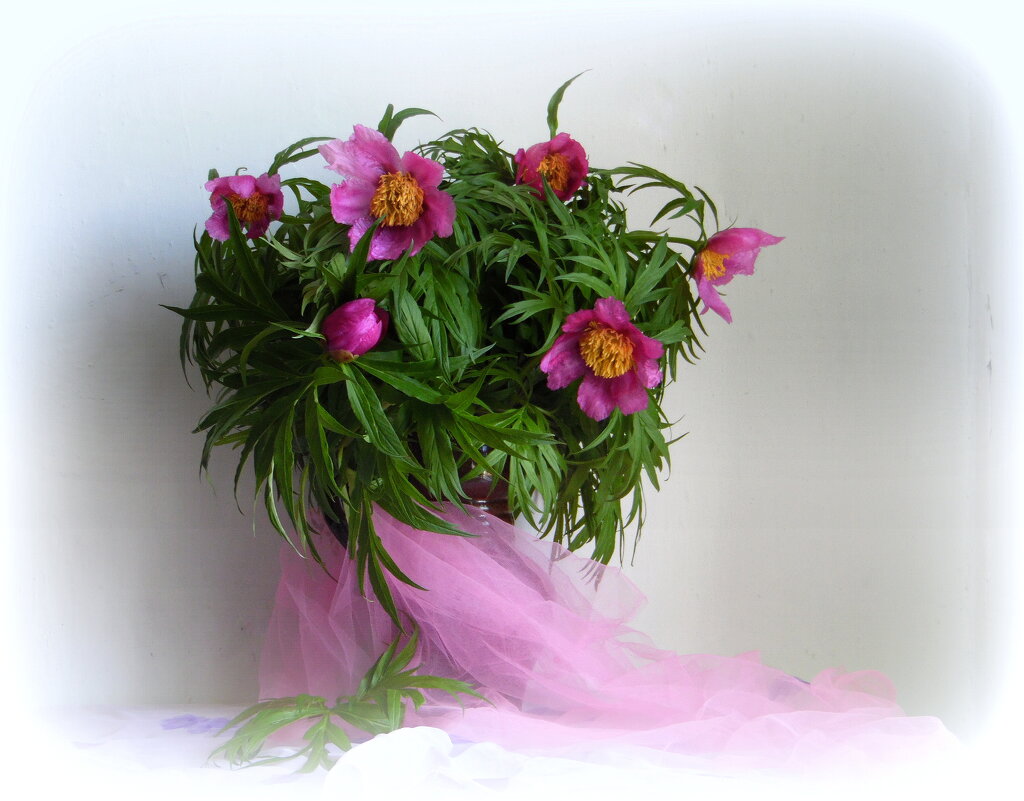 Пион уклоняющийся. - nadyasilyuk Вознюк