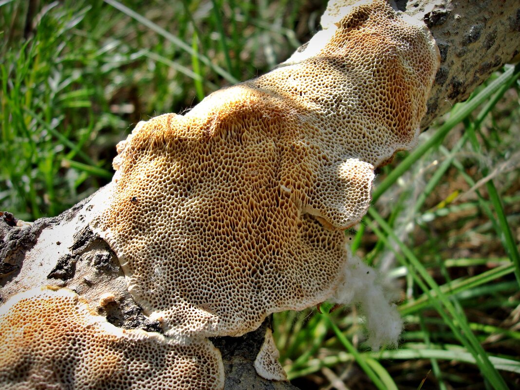 трутовик - Aндрей Антонов