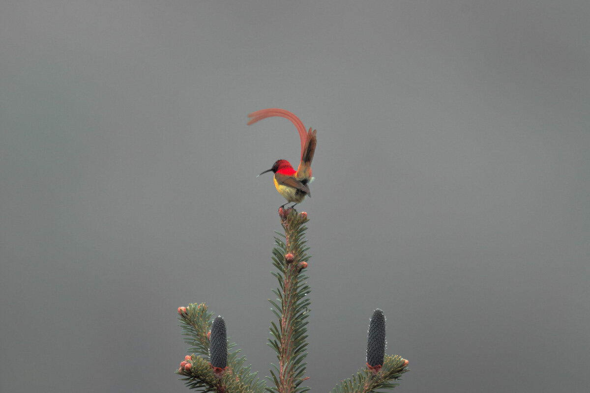 Огненнохвостая нектарница - Yudong Liu