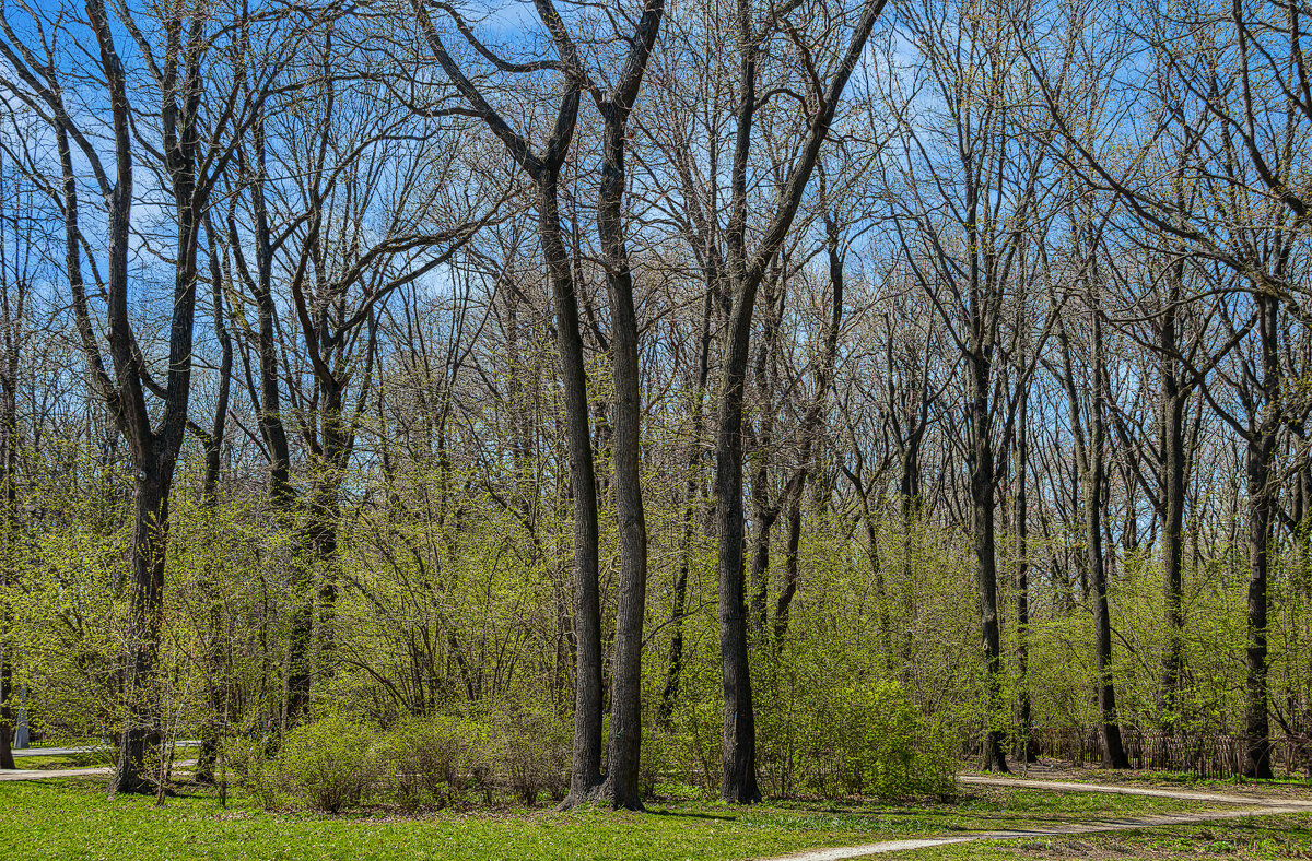 Воронцовский парк - Aleksey Afonin