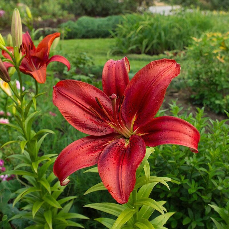 цветы - МАРИЯ ПОПОВА