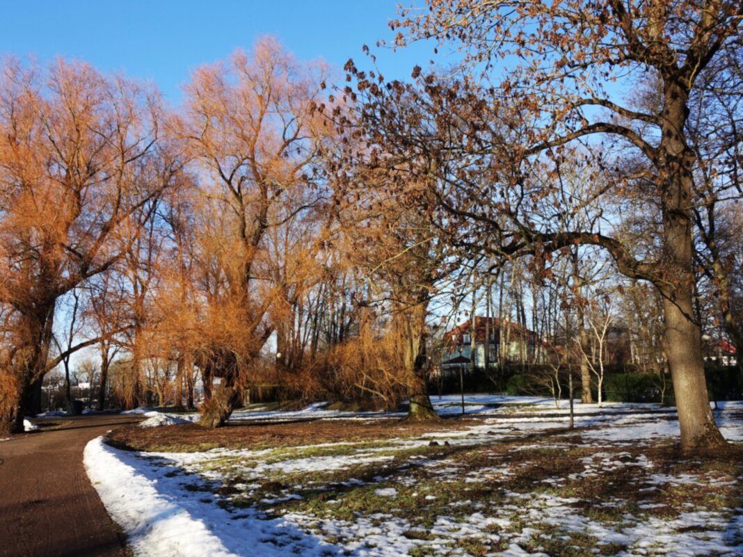 Солнечный день марта 2026 в парке - Aida10 