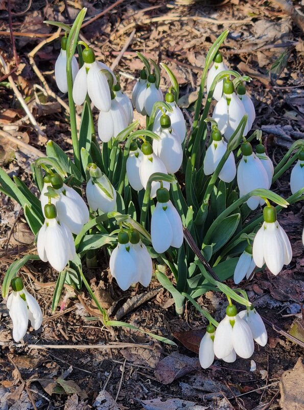 Готовятся к ночи - Наталья 