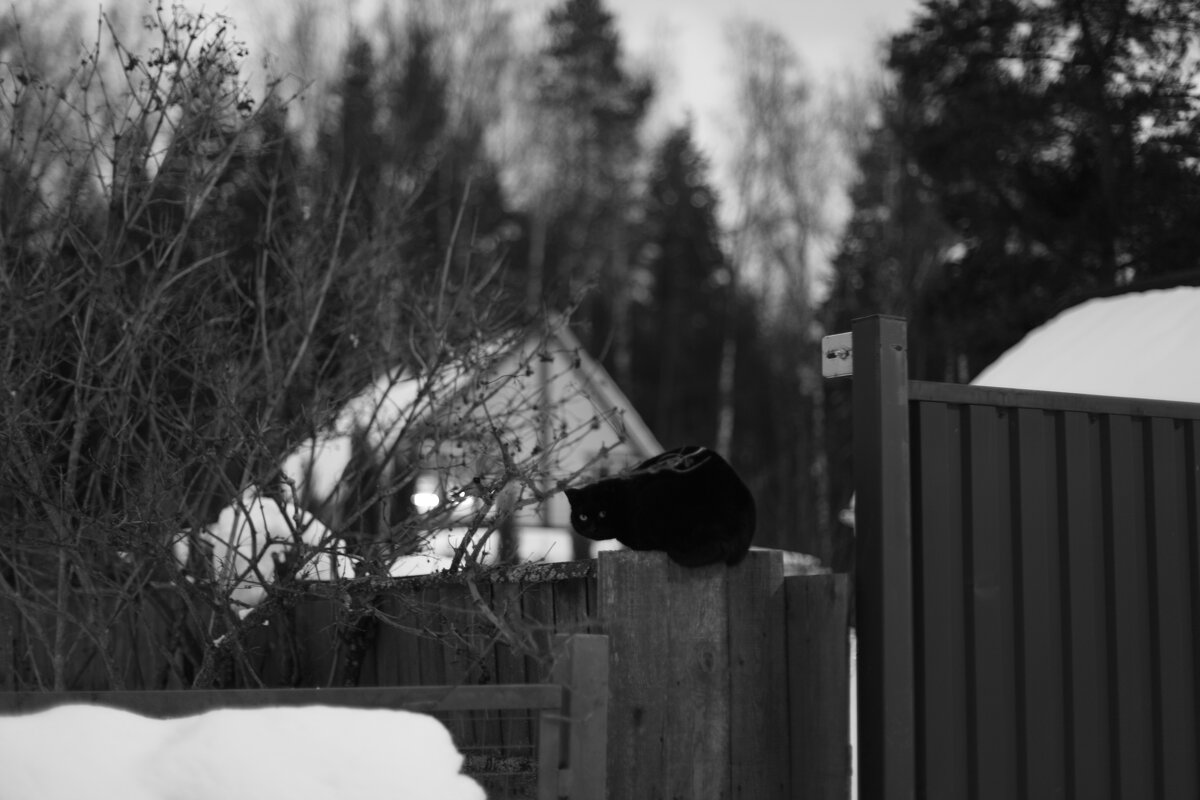 Мечты о ч/б Лейке 36. - Михаил Елочкин