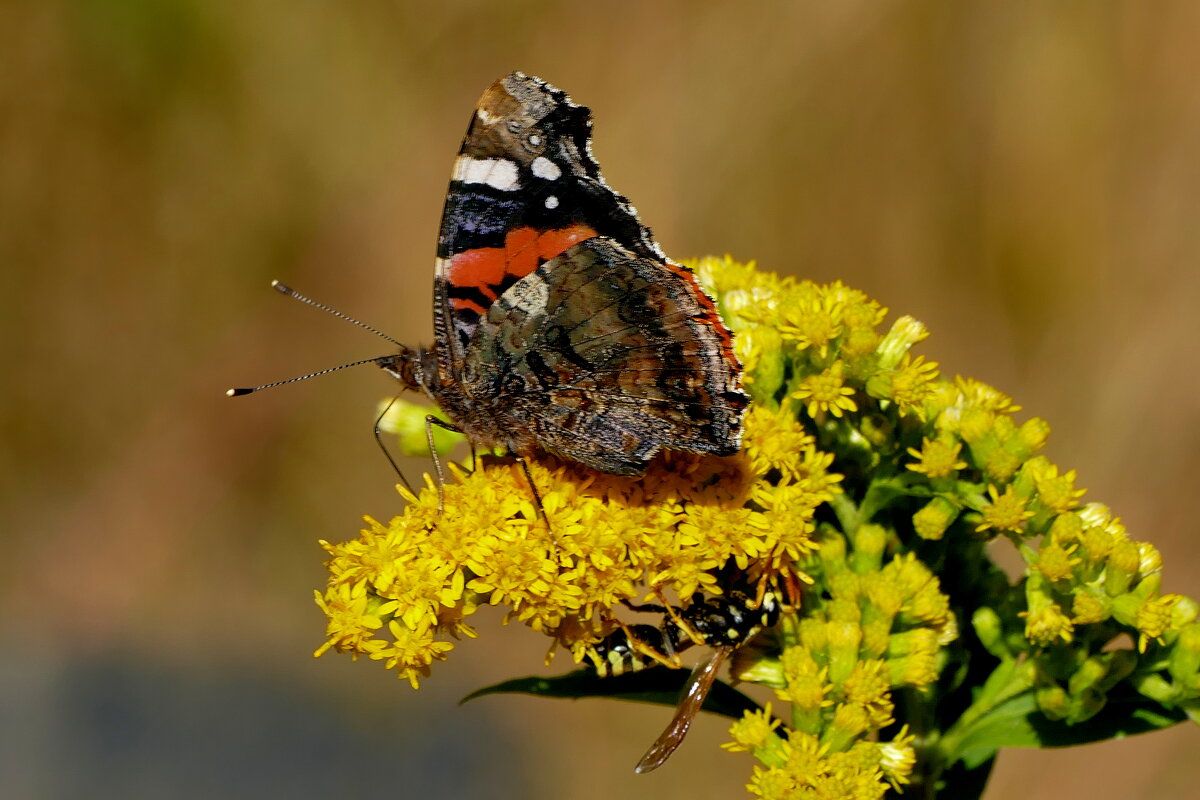 опять про бабочек...521 - Александр Прокудин