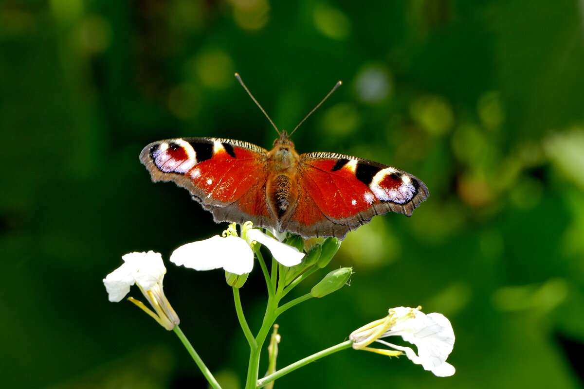опять про бабочек...524 - Александр Прокудин