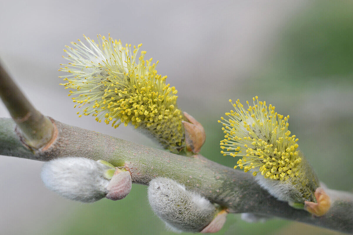 Распустила верба желтые серёжки... - Надежда Куркина 