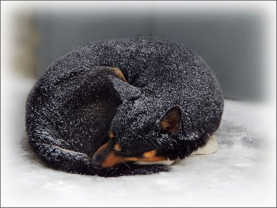 Бездомный ... - Валентина Надсон