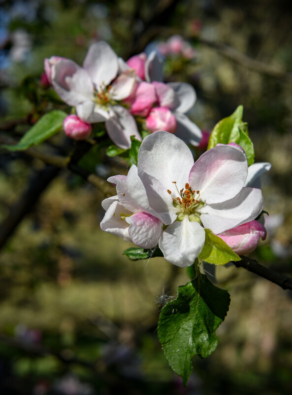 Яблочный цвет - Александр Мезенцев