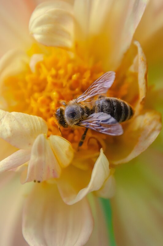 *** - Виктор Иванович Чернюк