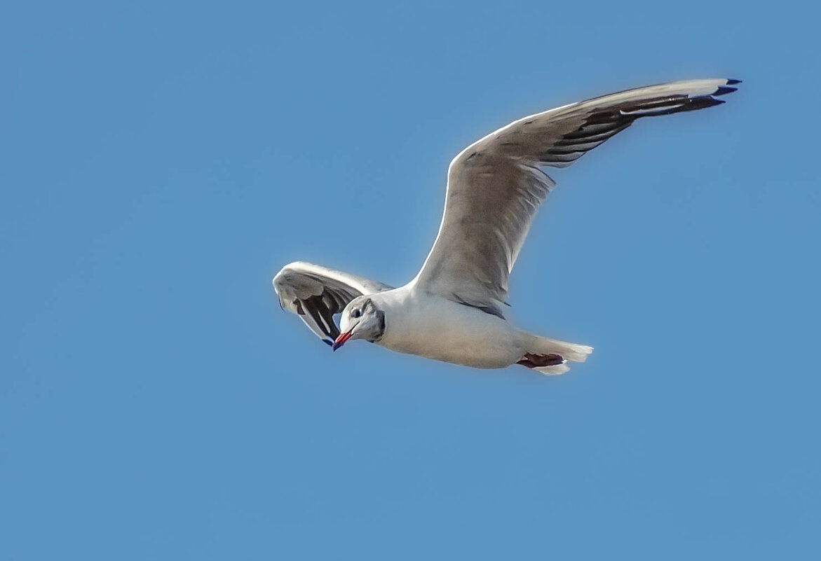 Азовская чайка - Va-Dim ...