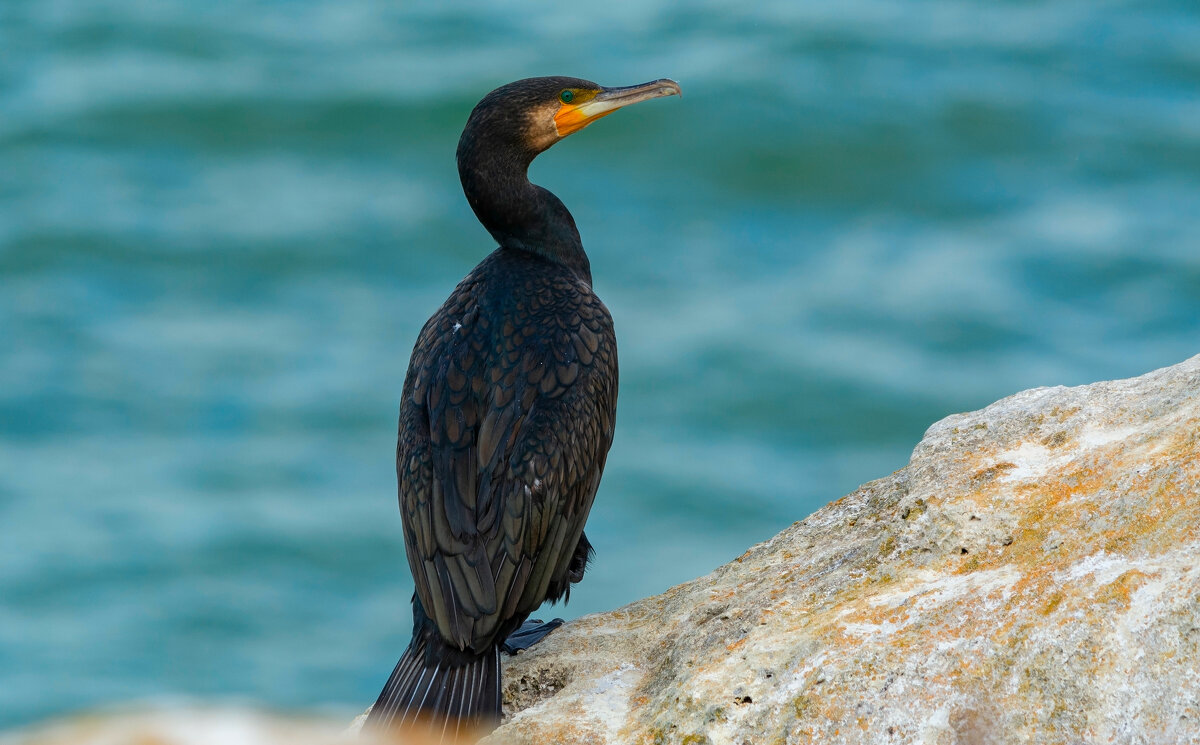 зеленоглазый - Виталий Емельянов