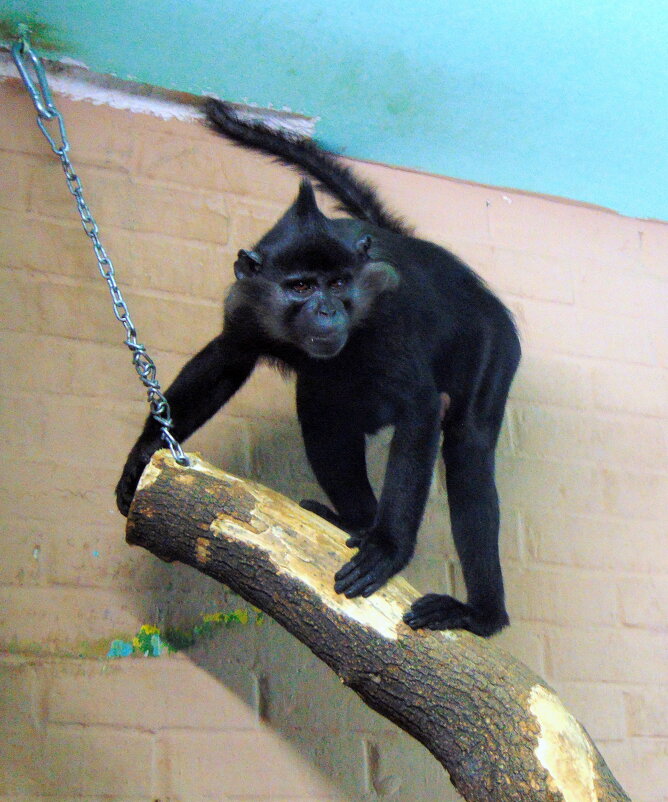 Забраться бы выше,но там потолок. - nadyasilyuk Вознюк