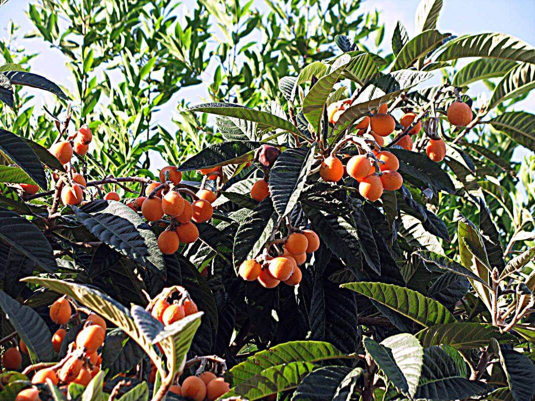 Плоды Барселоны. - Владимир Драгунский