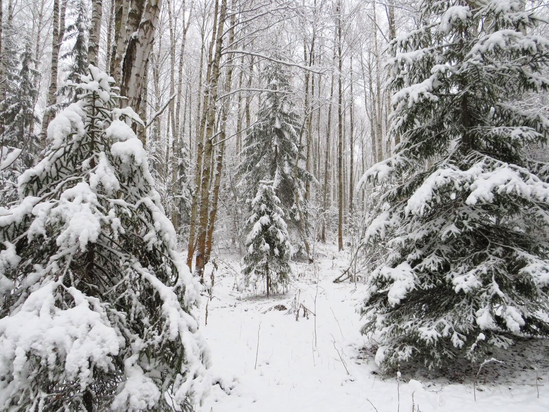 Снежно-нежно - Лариса С.