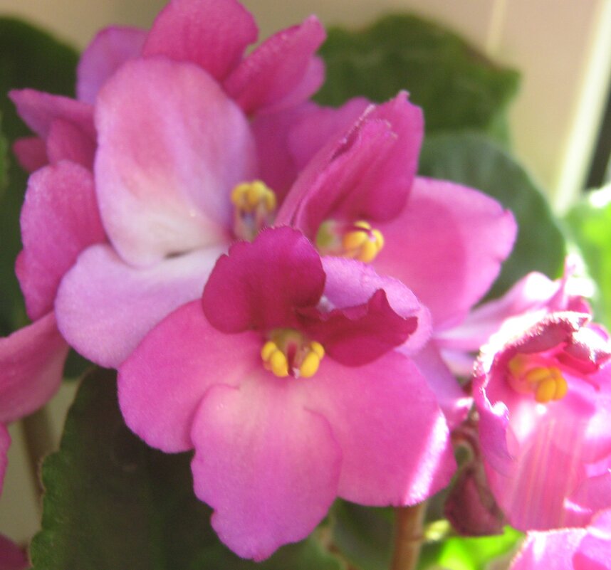 Фиалки - Елена Семигина