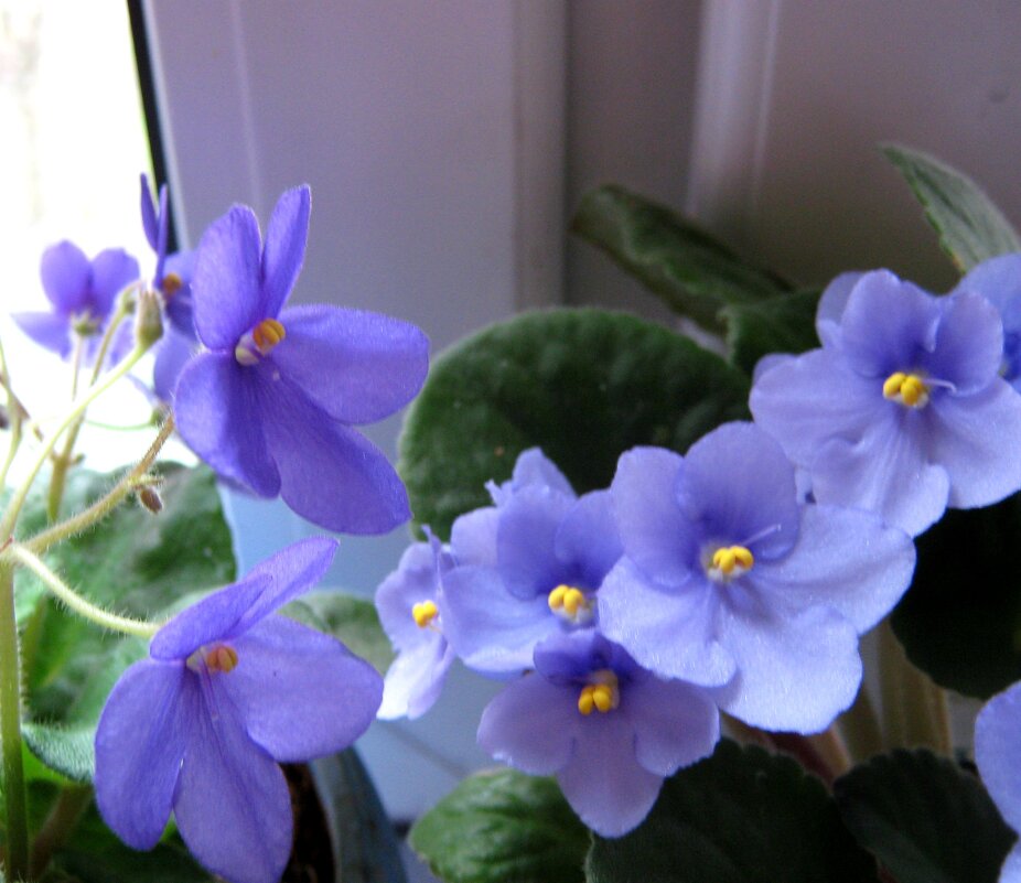 Фиалки - Елена Семигина