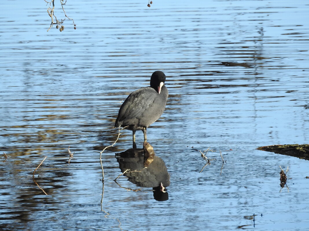 лысуха - ИННА ПОРОХОВА