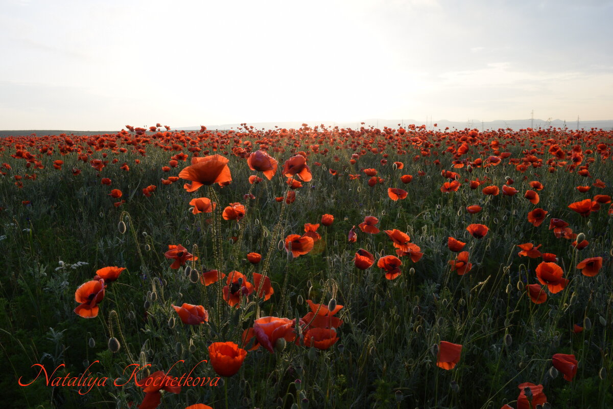 Природа Крыма - Изумительная Космея