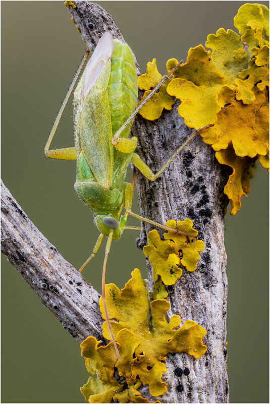 Зеленый клоп (Closterotomus norwegicus). - Александр Григорьев
