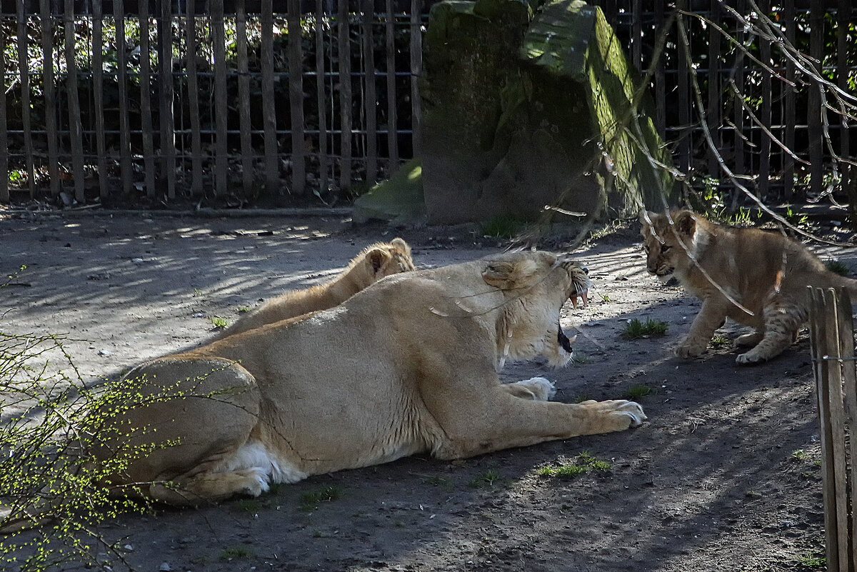 мама сердится - Андроник Александр 