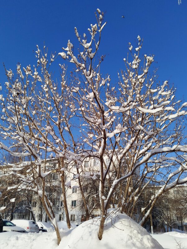 Ясный день - светлана льдокова