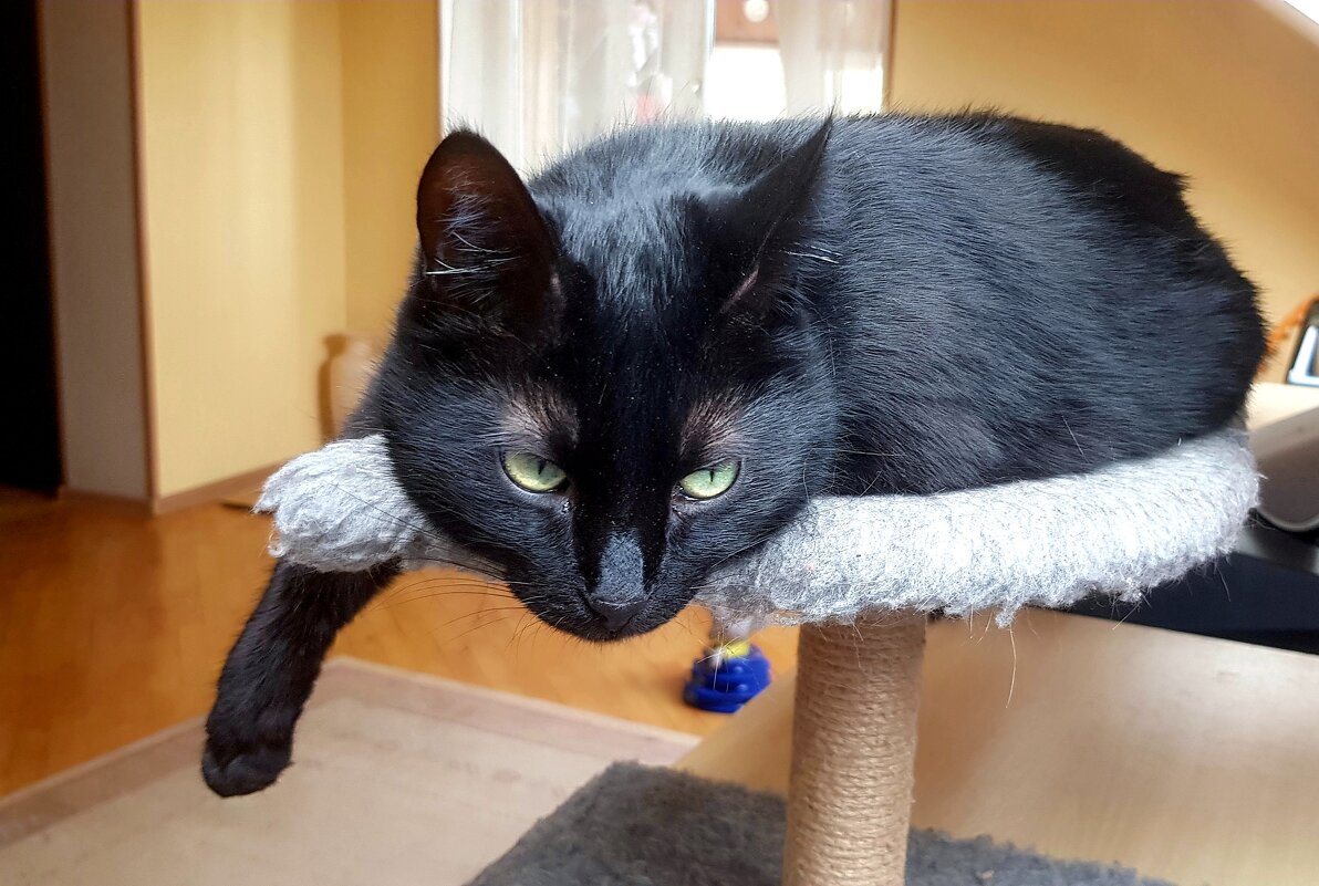 Грусть - Galina Solovova