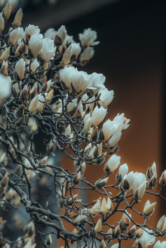 Магнолия обнаженная, или Magnolia denudata - Дмитрий 