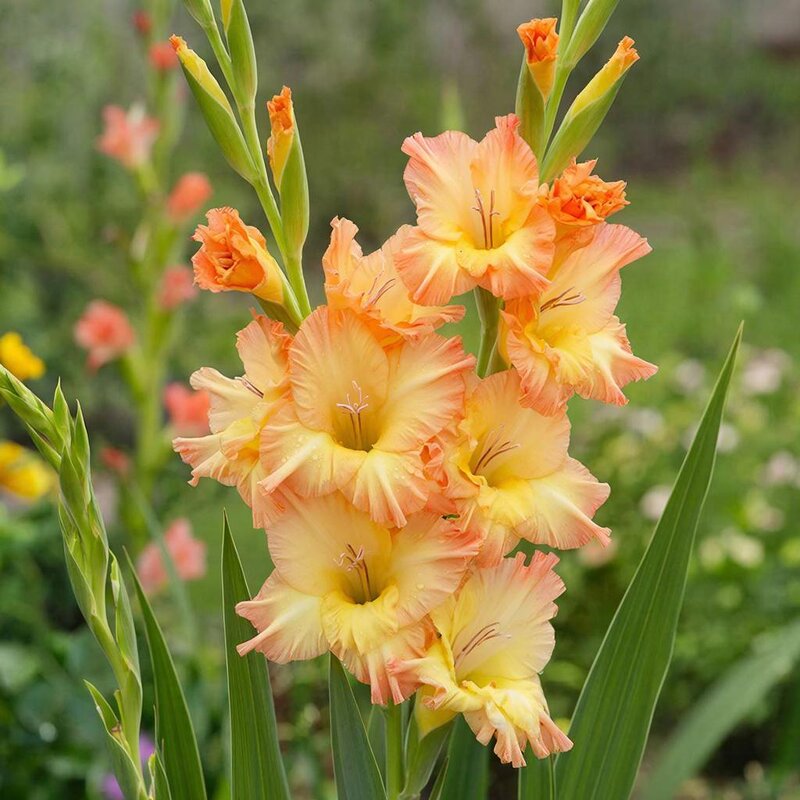 ЦВЕТЫ - МАРИЯ ПОПОВА