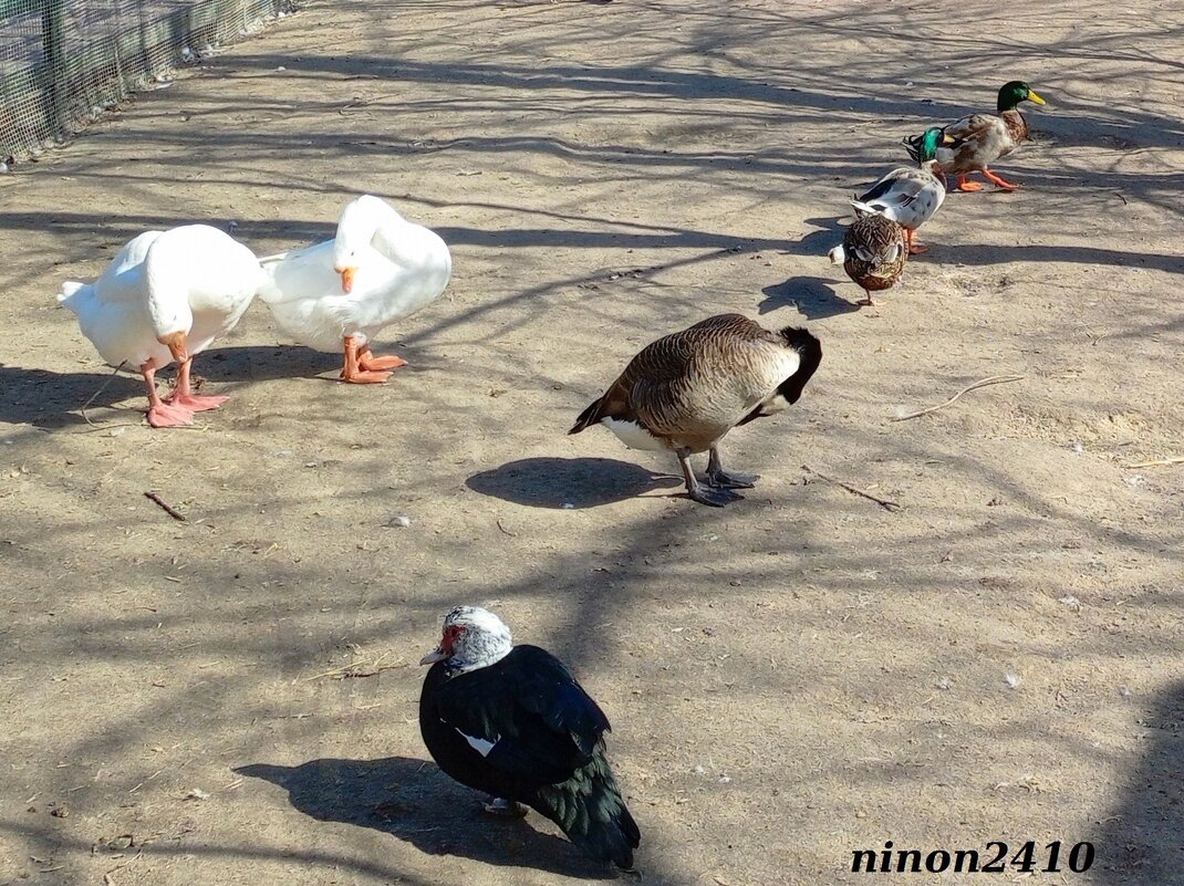 Фигурное стояние на фоне строя... - Нина Бутко