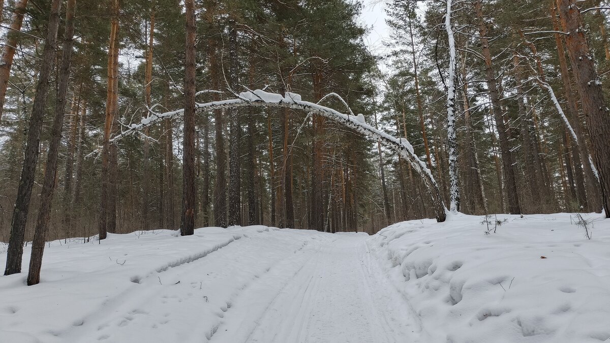 Лесной шлагбаум . - Мила Бовкун
