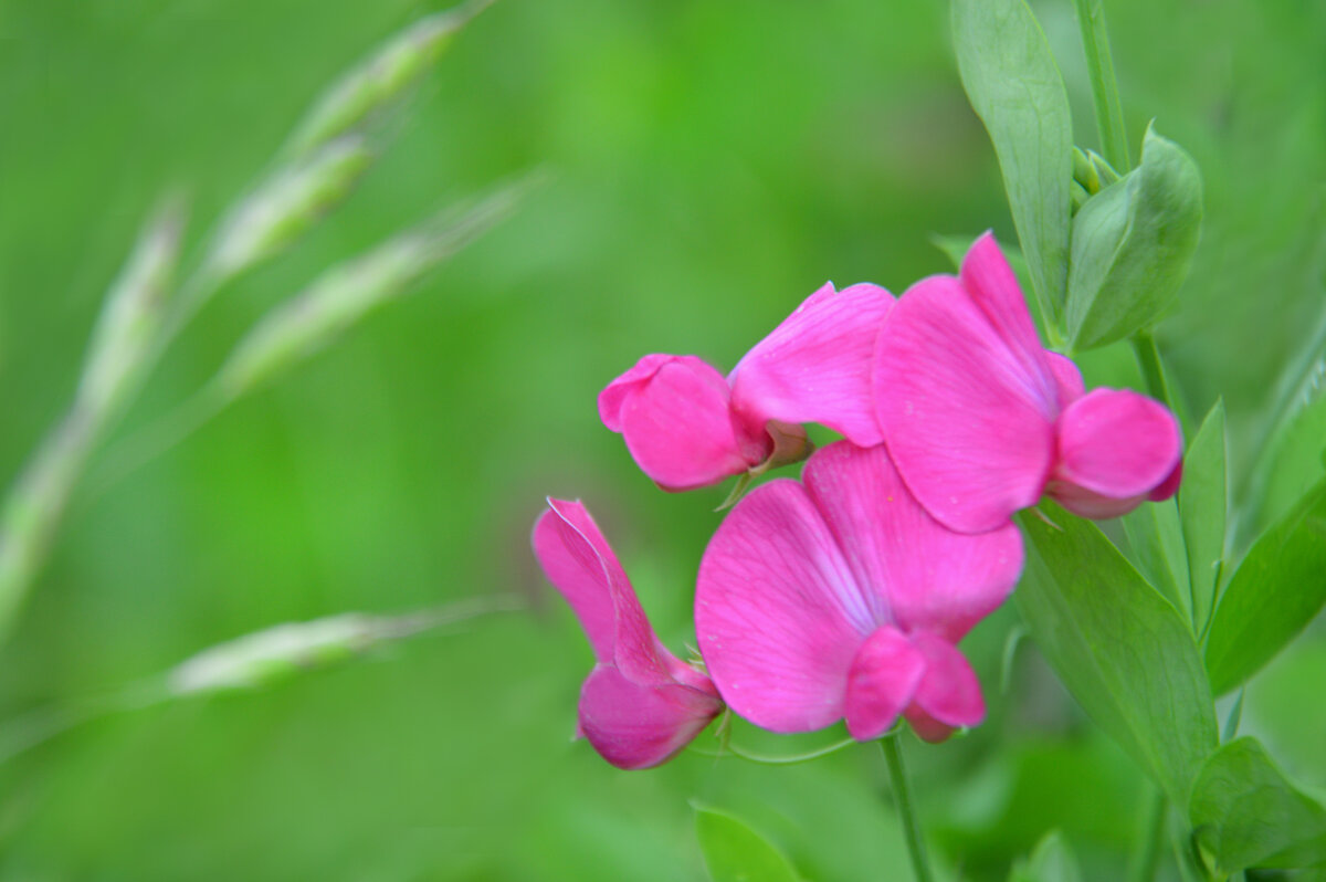Чина душистая - Надежда Куркина 