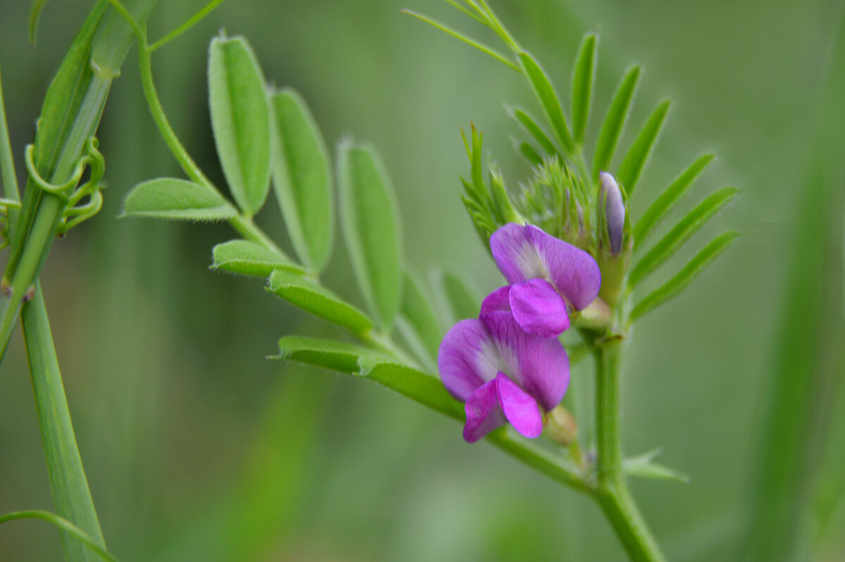 Мышиный горошек - Надежда Куркина 
