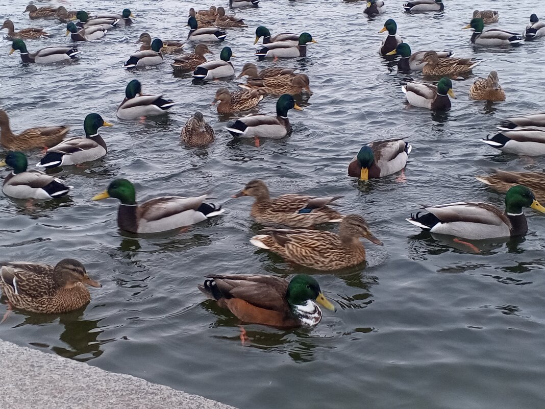 Утки - Сапсан 