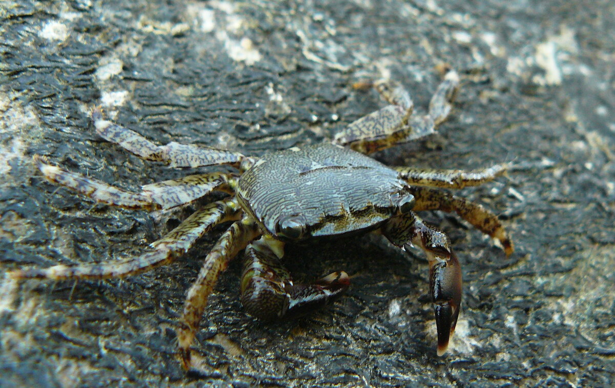 ..."хозяин пирса"... - Александр Герасенков