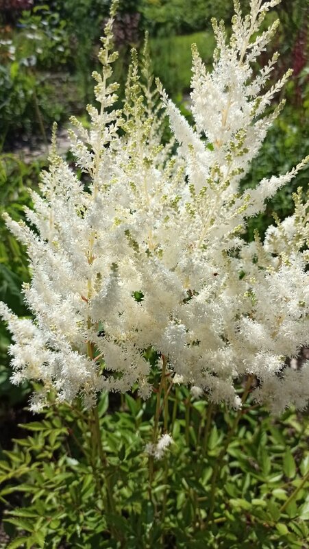 астильба - Наталья Штанулина