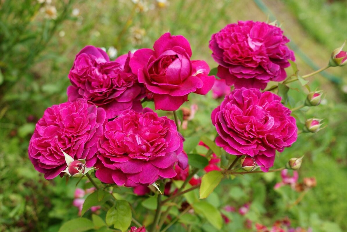 Дорогие подруги, с Наступающим Вас Праздником! - Галина Нестратова