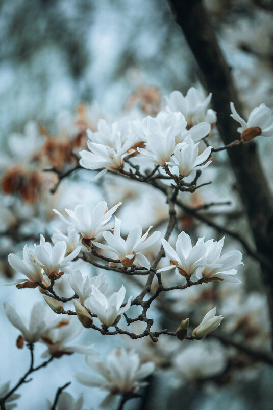 Magnolia denudata - Дмитрий 