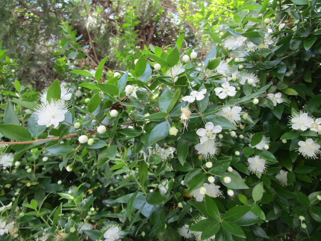 Мармарис  июнь  Турция - Елена Шаламова