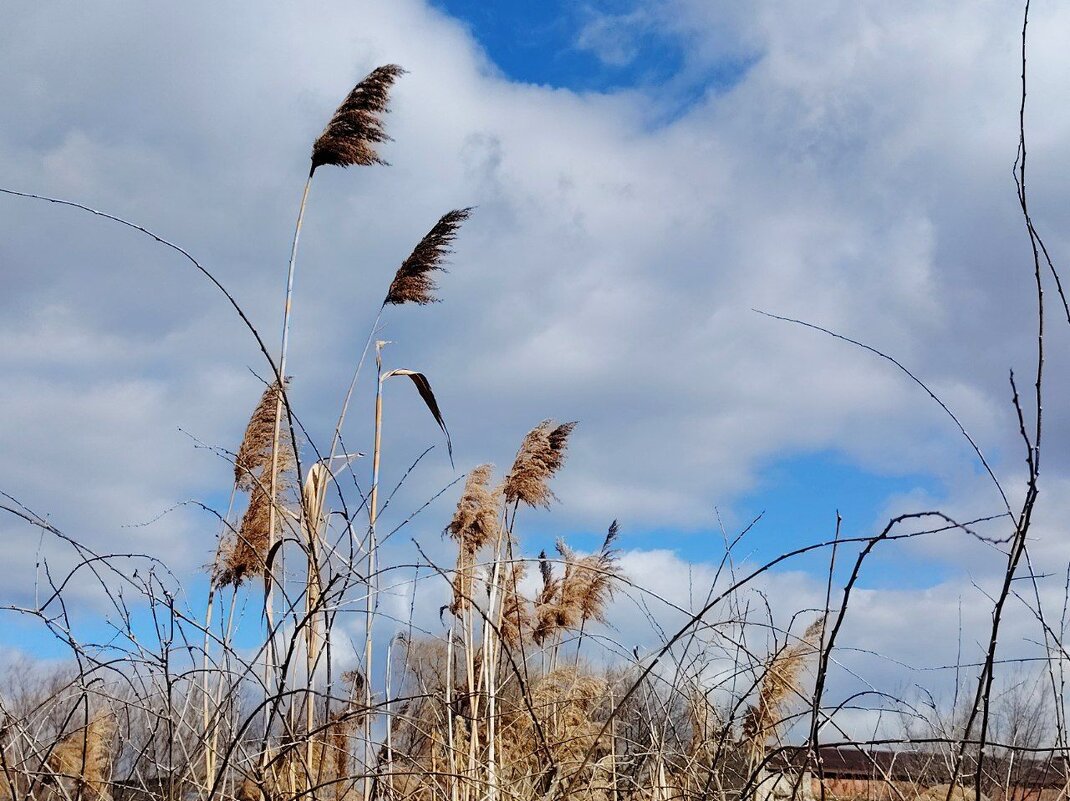 Тростник (камыши) - Наталья (ShadeNataly) Мельник