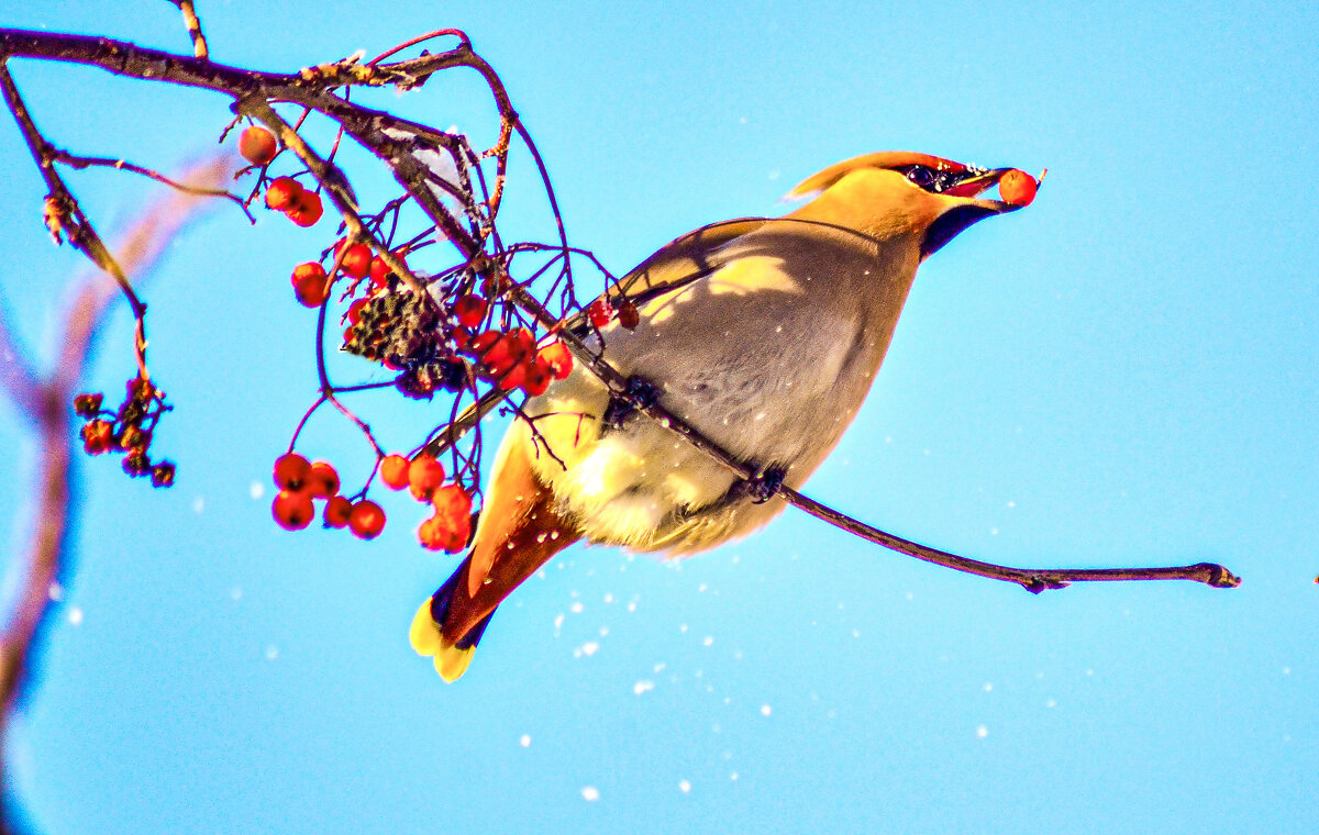 Свиристель позирует. - Михаил Курзанцев